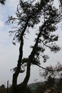魯山國家森林公園 綠海碧濤，林木的詩與魂