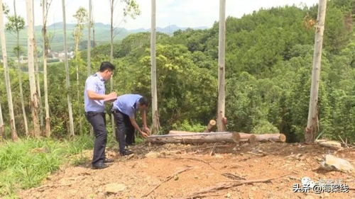 武宣警方雷霆出擊，連破六起濫伐林木案，守護綠色家園