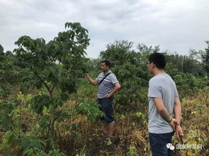 四川省成都市林木種苗站扎實(shí)開展林木品種審（認(rèn)）定現(xiàn)場核查工作