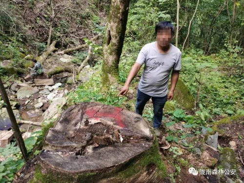 近日,康南大隊(duì)連續(xù)破獲三起盜伐林木案